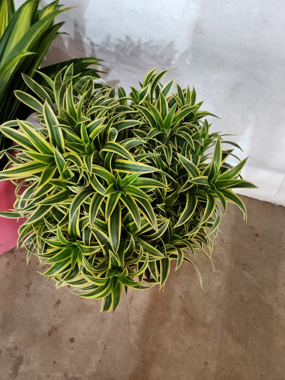 image_5