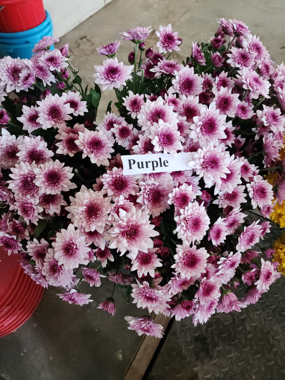 image_D