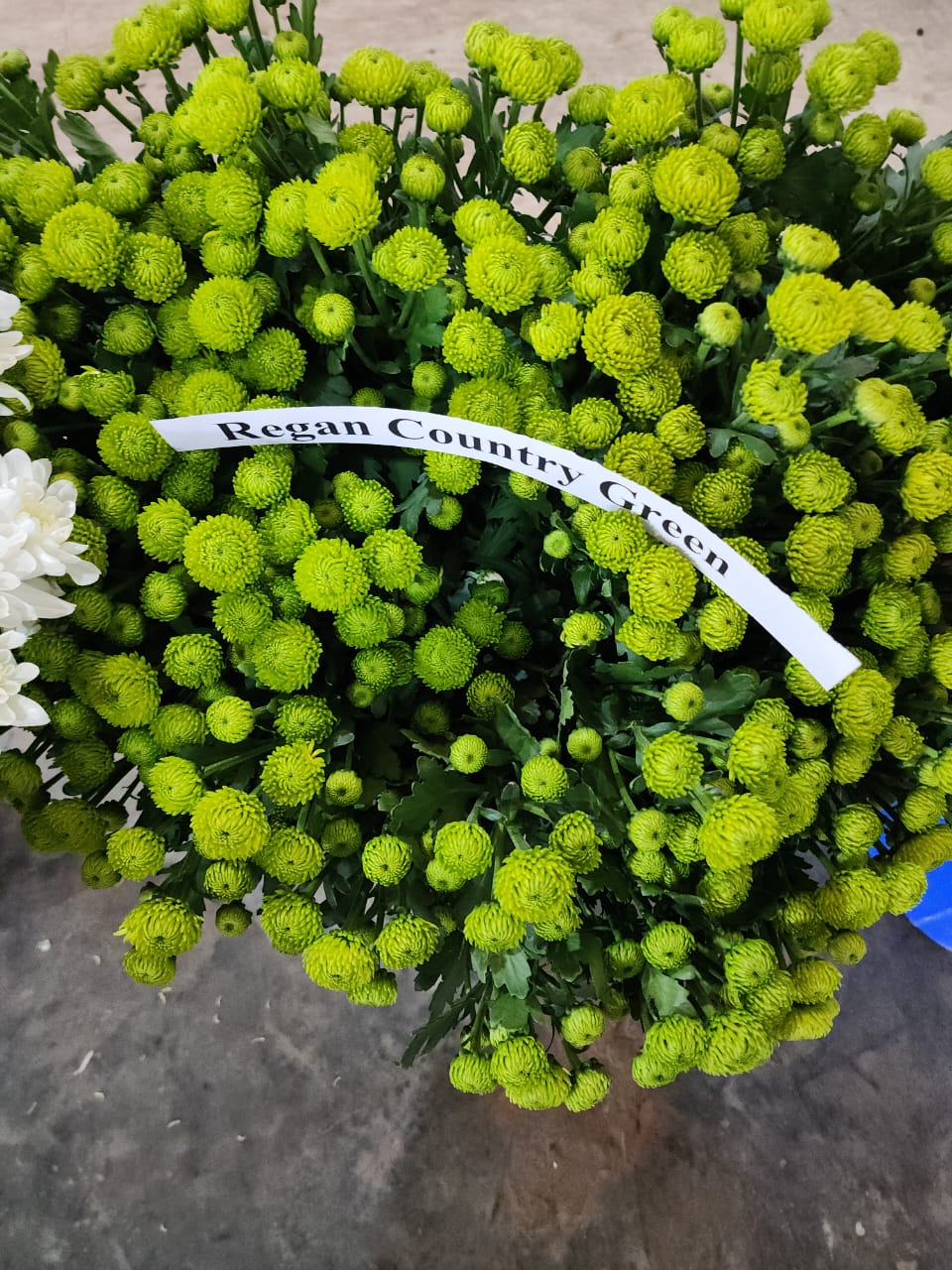 image_P