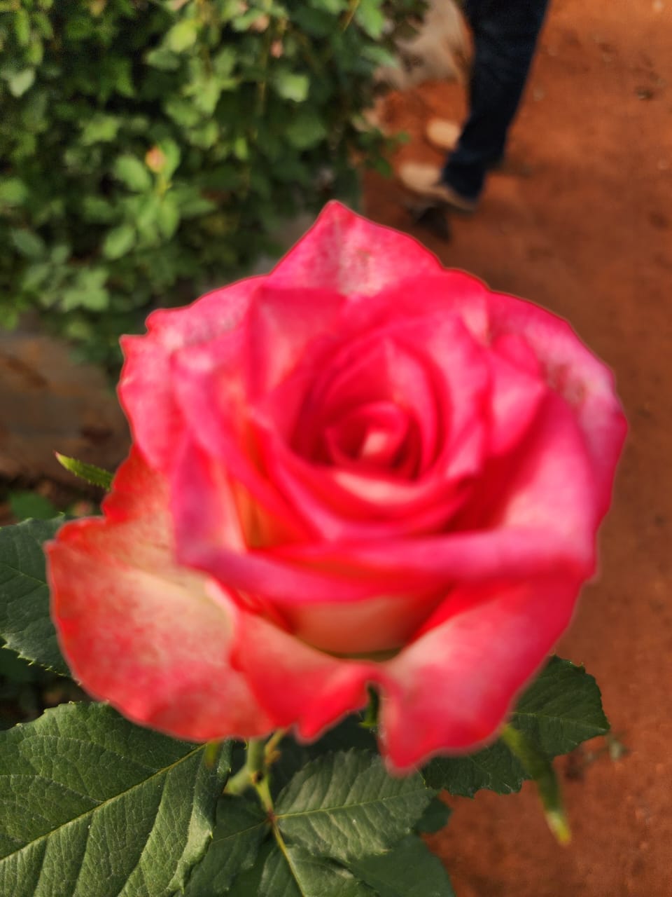 26